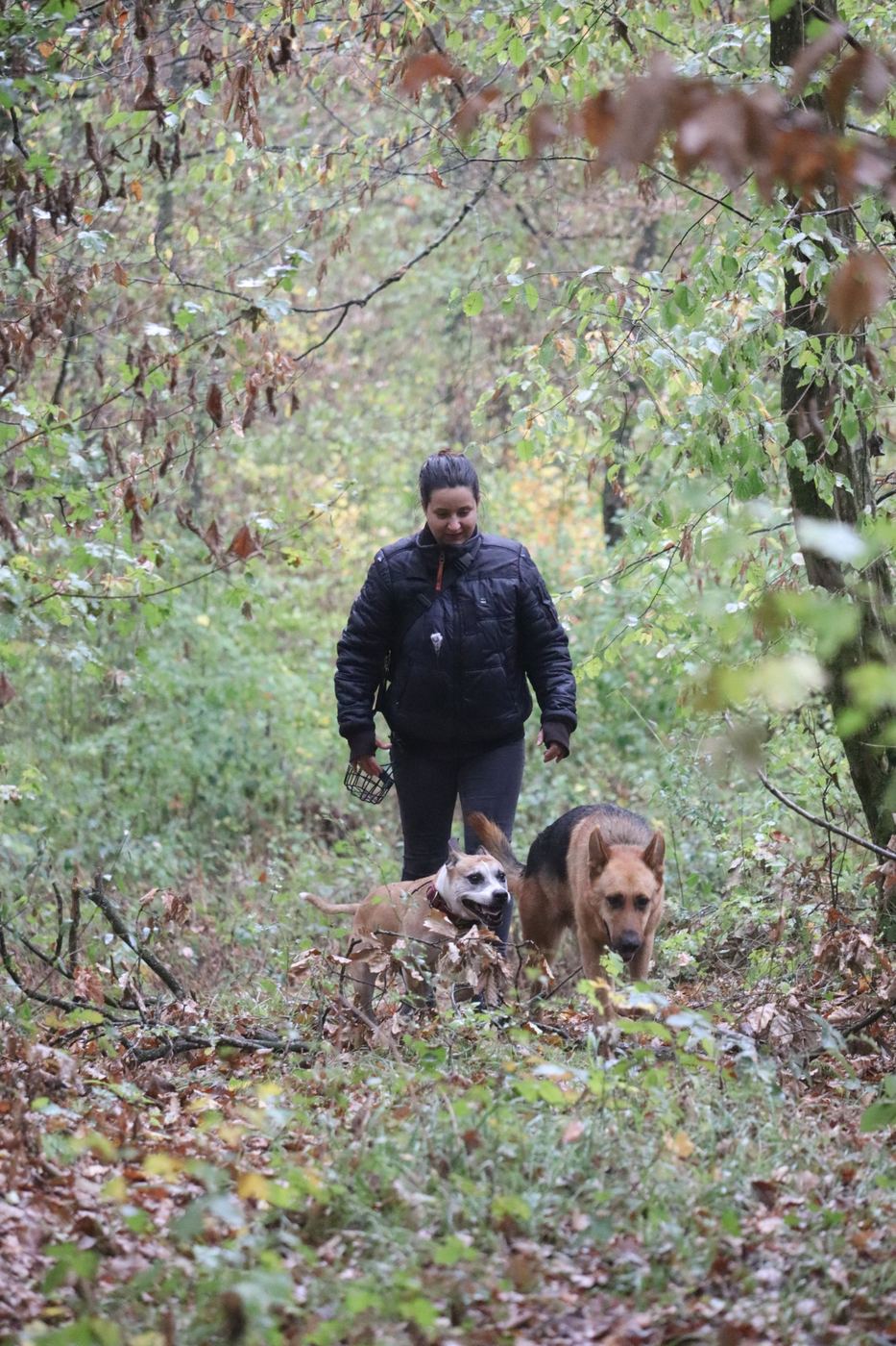Charlène marche sur un sentier en forêt avec deux chiens, une American Staff et un berger