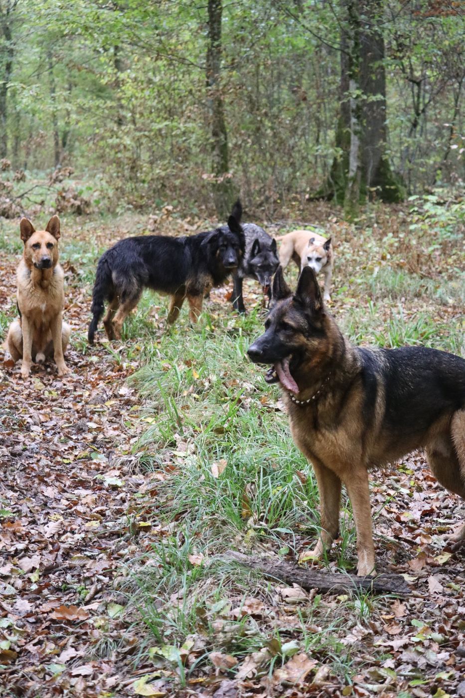 Cinq chiens réunis dans une clairière en forêt, dont Oliver et Joyce