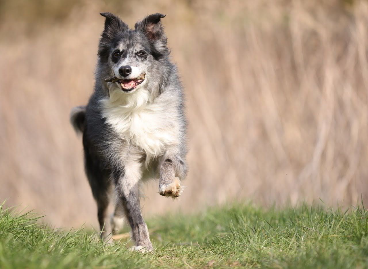 Un border collie court dans l'herbe, un bâton dans la gueule