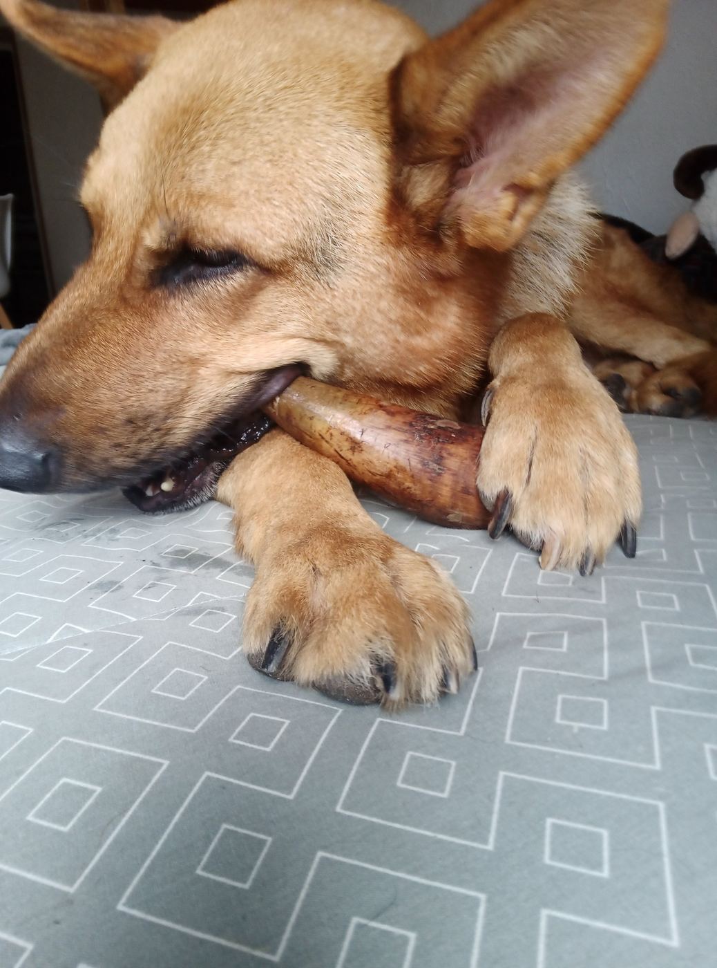 Oliver allongé sur un canapé, en train de mâchouiller une corne