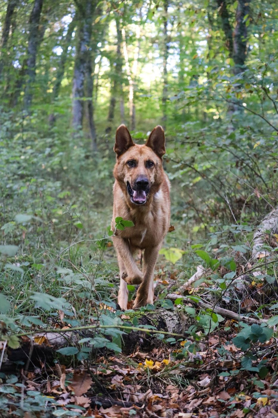 Un chien marche vers l'objectif sur un sentier forestier